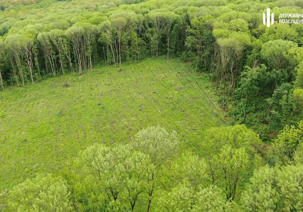 На Полтавщине мастер леса "не заметил" кражи дерева на 2,4 миллиона гривен 