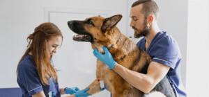 Ветеринарна клініка ЛКП «Лев» тимчасово змінила графік роботи