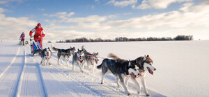 Запрягут животных из приюта: по Харькову будут ездить на собачьих упряжках