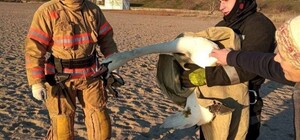 На пляже в Черноморске спасли раненного лебедя