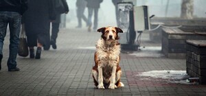 У Запоріжжі може з'явитися Центр допомоги бездомним тваринам