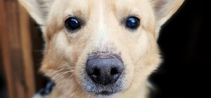 З поганим зором, але з безмежною душею: львівський безпритульний собачка Рудик шукає турботливого господаря