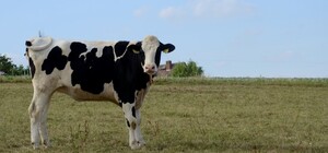 На Київщині односільчани посварилися через коров'ячий гній та опинилися у суді