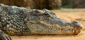 У Запоріжжі продають свіжомороженого крокодила