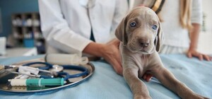 Які ветклініки зараз працюють у Дніпрі