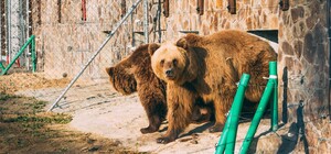 Ще двох ведмедів з київського притулку привезли до Львова