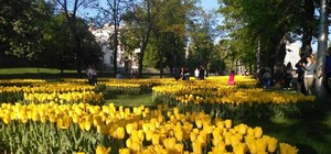 В Харькове высадят цветы, несмотря на войну