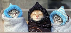 На Львівщині прогнозують сильні заморозки