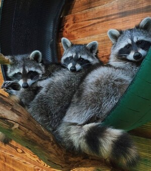 6 місць у Дніпрі, де можна подивитися на тварин під час війни