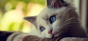 В Одессе женщина избила кошку на глазах у детей: теперь ей грозит тюрьма