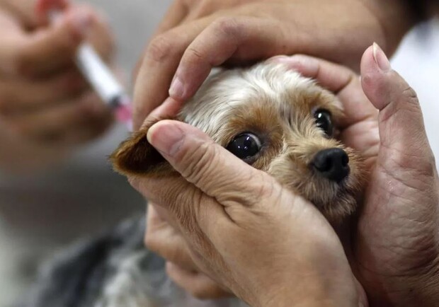 У Полтаві будуть робити профілактичні щеплення домашніх тварин проти сказу 