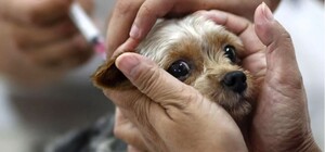 Когда в Полтаве будут делать профилактические прививки домашних животных против бешенства