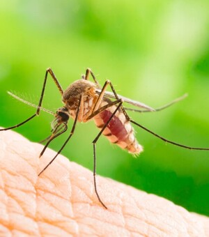 Чем опасны укусы комаров и как защититься от них