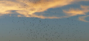 Почему на Набережной Днепра нашествие мошек и когда оно закончится