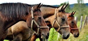 На Киевщине оккупанты разбомбили конный клуб, а лошадей распустили