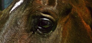 Подробности скандала с убийством лошади на Одесском ипподроме: животное разделали сотрудники собачьего приюта