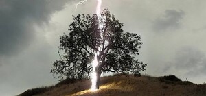 Рятувальники розповіли, які дерева притягують блискавки