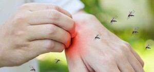 Биолог рассказал, когда уменьшится нашествие мошек в Днепре