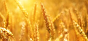 Через війну в Київській області різко впала в ціні земля