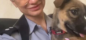 В Одессе неадекватный мужчина бил щенка молотком