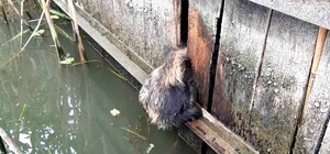 Под Одессой енот хотел посетить базу отдыха и застрял в паркане (фото)