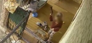 Жесткое убийство собаки в Черновцах: дело против грумера ранее закрыли в суде