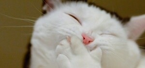 Одесский кот решил использовать российский танк как туалет: курьезное видео