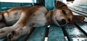 Из-за ракетных обстрелов Киевщины погибли собаки из приюта