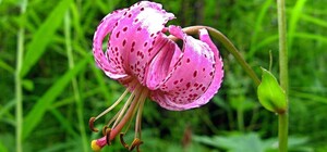 В Киеве и области нашли 16 новых мест c краснокнижными растениями