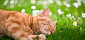 Рекорды жаркого лета в Киеве в цифрах