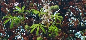 Аномальный сентябрь: в Одессе снова цветут каштаны (фотофакт)