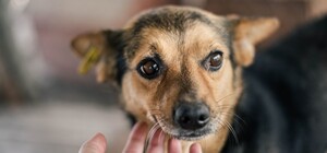 В Киеве пройдет благотворительный THAI MARKET в поддержку бездомных животных