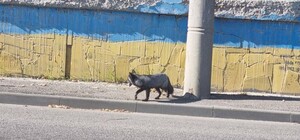 В Днепре на проспекте Хмельницкого заметили лису