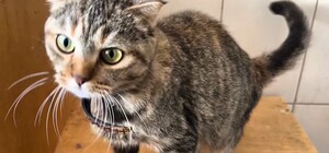 Не смогут обогреть зимой: харьковский приют для животных ищет семьи для 100 кошек