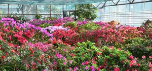 Ботсад им. Гришко просит о помощи для спасения растений в зимний период