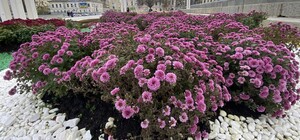 Более 1000 кустов: в Харькове устроили «бал хризантем» (фото)