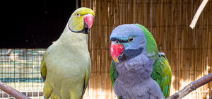 Одесский зоопарк будет проводить бесплатные лекции 