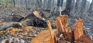 В Днепре вырубили более 40 деревьев, занесенных в Красную книгу