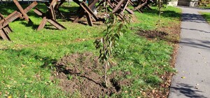 В Полтаве неизвестные украли сакуры из клумбы возле райсовета