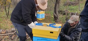 Пчел из Харьковской области эвакуировали под Львов