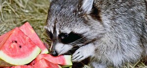 В зоопарке Киева объявили о подготовке большой экспозиции со спасенными в ходе войны енотами 