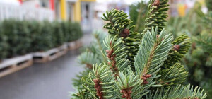 Як в Одесі продають новорічні ялинки: ціни