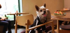 Львівська піцерія запустила меню для собак 