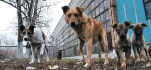 У порту Одеської області заборонили годувати бездомних тварин