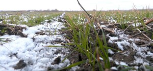 Агроном рассказал, как мороз влияет на посевы озимых культур в Харьковской области