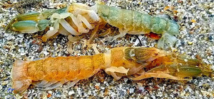 На пляж Одесской области штормом выбросило гигантских рачков