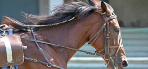 На Киевском ипподроме пройдет благотворительный турнир по конкуру