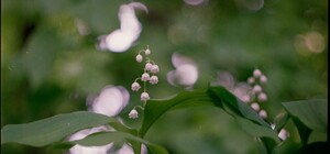 В Киеве открыли охоту на торговцев первоцветами: суммы штрафов