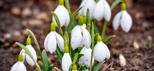 В Одессе цветут крокусы и подснежники