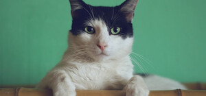 В Киеве будут бесплатно стерилизовать домашних животных: когда и где